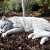 große schlafende Steinguss Katze, Gartenfigur