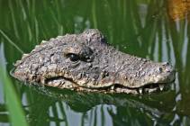 Teich Krokodil Dekofigur kaufen
