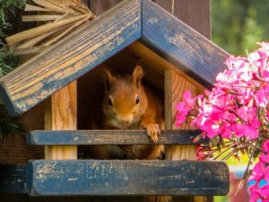 squirrel-826709_960_720