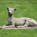 Greyhound Windhund Gartenskulptur aus Stein