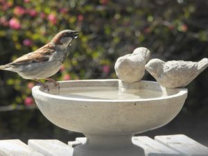 Vogeltränke mit Vogelpaar & Sockel aus Stein (Zement)